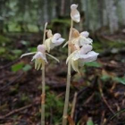 L'orquídia detectada a la Vall de Santa Magdalena, al Parc Natural de l'Alt Pirineu