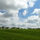 Arbres florits, camps verds i bon temps...ja és aquí la primavera!