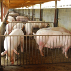 Imagen de archivo de una granja de cerdos en Catalunya.