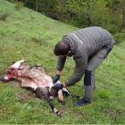 Imagen del carnero que fue atacado por el oso en Betlan. 