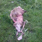 Imagen de la oveja muerta ayer de madrugada en Bagergue.