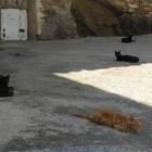 Gats descansant a l'ombra en un carrer de Vilaller, a l'Alta Ribagorça.