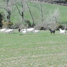 Quejas de ganaderos y cazadores  - En la imagen, las cabras que deambulan en Oliana alimentándose de parcelas de pastos particulares y cultivos, algo que preocupa a los ganaderos de la zona y que ha denunciado la sociedad de cazadores de Les Anove ...