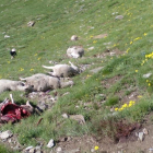 Algunas de las ovejas muertas ayer en el municipio de Arres.