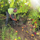 Un agricultor a Torres de Segre revisa els fruits caiguts i els efectes després de la tempesta ahir.
