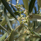Detall d'una olivera