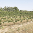 Una finca cultivada en el margen del río Segre en la zona del Baix Segrià. 