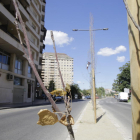 Árboles muertos en la mediana de avenida Madrid, donde fueron plantados en el mes de abril