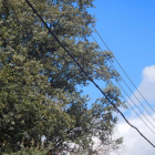 Imagen de los cables junto a los árboles en Àger.