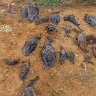 Imagen de las aves muertas que los agentes del Seprona encontraron en Soses en marzo. 