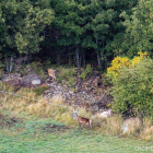El ciervo con los hilos de una finca de ganadería extensiva enredados en los cuernos. 