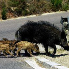 El jabalí causa uno de cada tres accidentes de tráfico provocados por animales