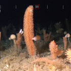 Imágenes de las colonias de gorgonias halladas por el equipo de investigadores del CSIC en el mar de Weddell. 