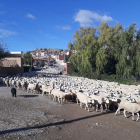 Imagen del rebaño de 1.400 ovejas cruzando Castillonroi en dirección sur hacia Alcarràs.