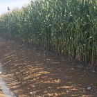 Imagen de uno de los cultivos de primera cosecha afectados por la lluvia en Alcarràs.