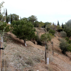 Las encinas que se han plantado en el Parc de Sant Eloi.