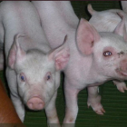 Imagen de una granja de cerdos de las comarcas de Lleida.