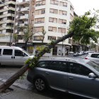 Cau un arbre sobre un cotxe estacionat a Prat de la Riba