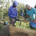 Treballadors collint poma de la varietat golden a Alpicat.