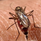 El mosquito transmisor del dengue.