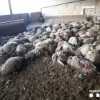 Imagen de las ovejas muertas por asfixia en el interior de un corral en Llobera.