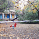 Imatge de l’arbre que va caure ahir al parc Joc de la Bola de la ciutat de Lleida.