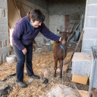 La cabra que apareció en Briançó en su nueva casa.