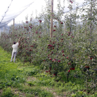 Imagen de una finca de cultivo de manzana ecológica en Sant Llorenç de Morunys. 