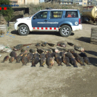 Imagen de los peces requisados a los pescadores detenidos en Alcarràs.