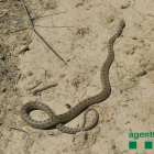 Vista de la serpiente de herradura capturada por los Rurales. 