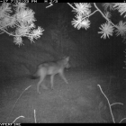 Imatge nocturna del llop presa pels tècnics de la Generalitat.