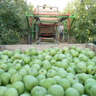 Imagen de archivo de cosecha de manzana en una finca de Lleida.