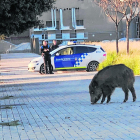 Els Agents Rurals abaten un senglar a la ciutat de Lleida