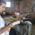 Amamantar a corderos ‘xaiets’ con un biberón será una de las propuestas que se hará en Algerri. 