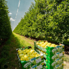Nufri venderá un 10% de su fruta a través de la marca Livinda, con los estándares más altos de calidad.