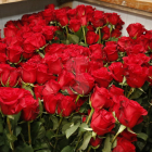 Els majoristes preveuen vendre 7 milions de roses en un Sant Jordi excepcional