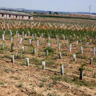 Noves vinyes a la zona regable del Segarra-Garrigues.