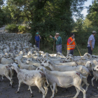 El rebaño de ovejas cruzando el municipio de Senterada, en el Pallars Jussà. 