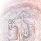 L’esquelet d’un èquid a Verdú.