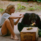 Una joven Jane Goodall grabada por su marido mientras estudia la vida de los chimpancés.