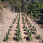 La plantació de marihuana descoberta pels Mossos d’Esquadra.