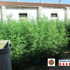 Plantas de marihuana en el exterior de una granja en Agramunt.