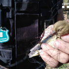 Enxampat capturant ocells a les Garrigues amb mètodes prohibits