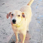 Denuncian a un vecino de Gavet de la Conca por abandonar a un perro