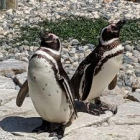 Una pareja de pingüinos gays, padres "ejemplares" en el zoo de San Francisco