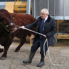 Boris Johnson se las vio ayer con este toro en su visita a la ciudad escocesa de Aberdeen.