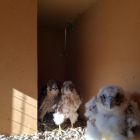 Los tres polluelos de halcón peregrinos que se han introducido en Balaguer. 