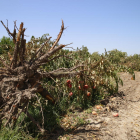 Imagen de archivo de árboles frutales arrancados en una finca en Lleida.