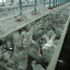 Imagen de archivo de una granja de conejos.