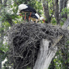 Dos cigüeñas en un nido en el parque de la Mitjana.